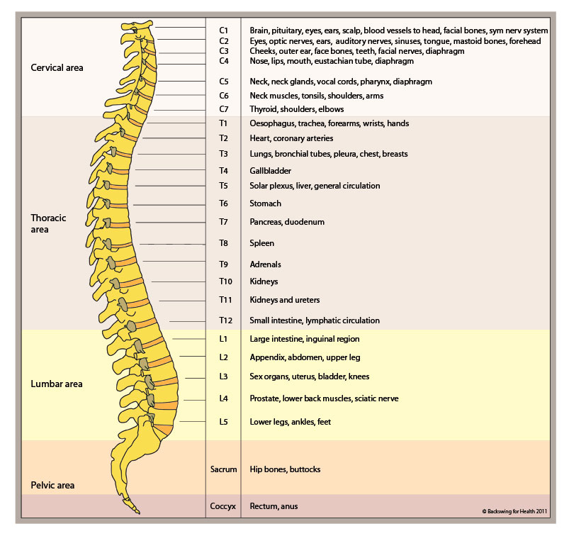 spinalchart